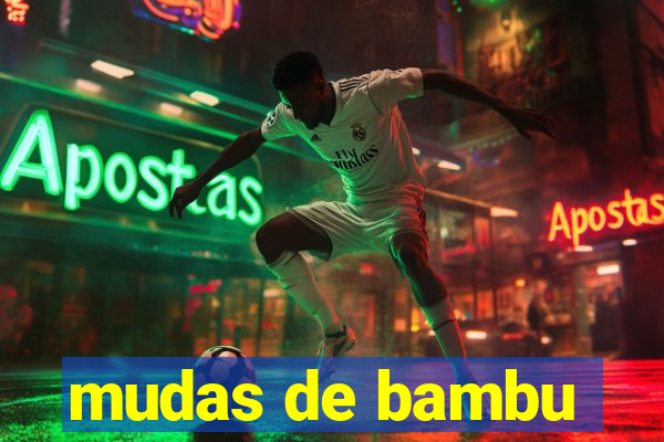 mudas de bambu