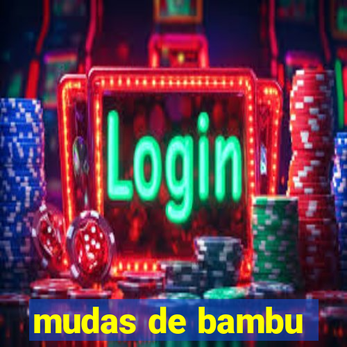 mudas de bambu