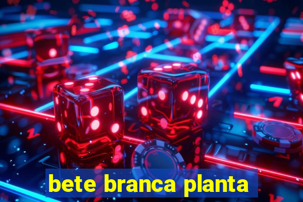 bete branca planta