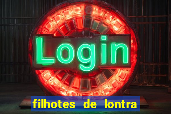 filhotes de lontra para vender