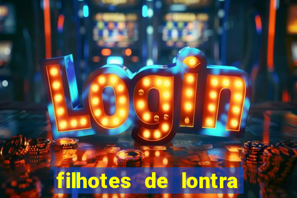 filhotes de lontra para vender