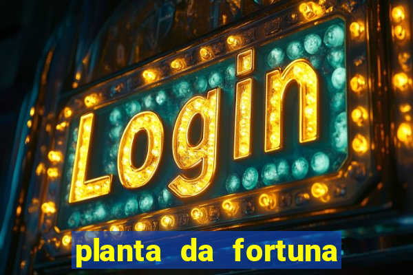 planta da fortuna e felicidade