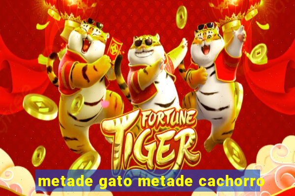 metade gato metade cachorro