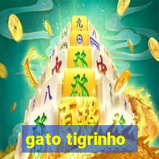 gato tigrinho