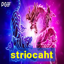 striocaht