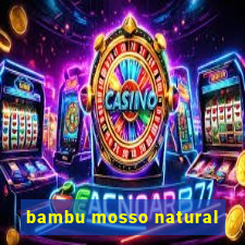 bambu mosso natural