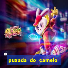 puxada do camelo no jogo do bicho