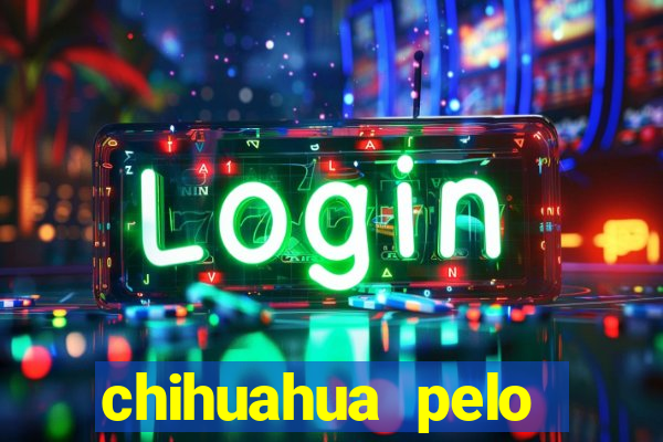 chihuahua pelo longo pre?o