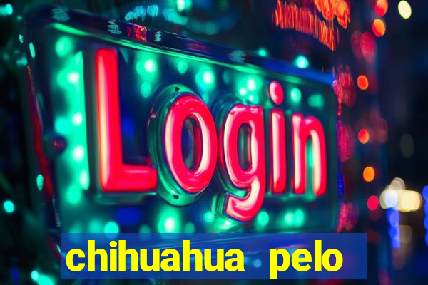 chihuahua pelo longo pre?o