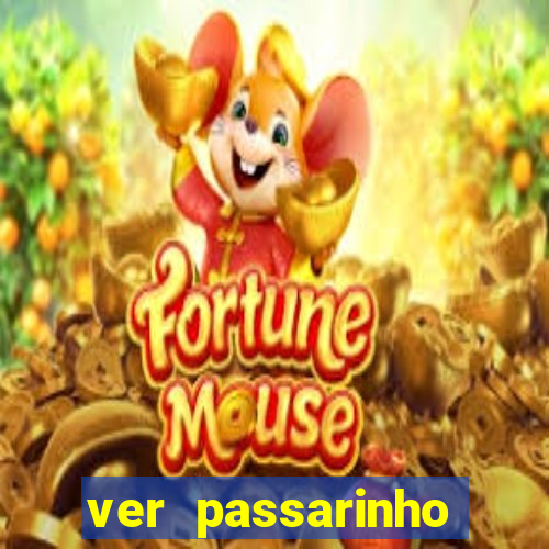 ver passarinho morto significado